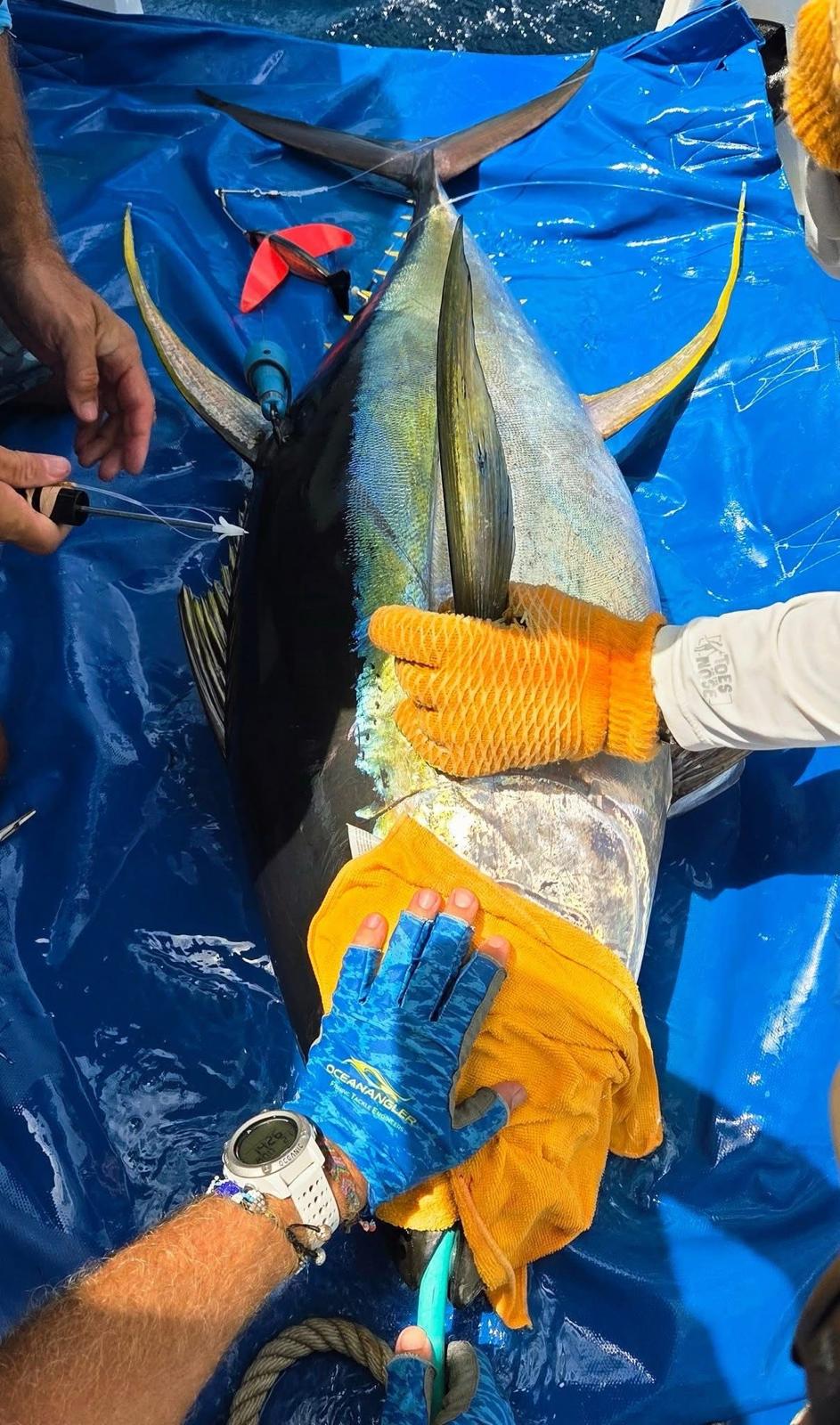 Investigadores con Yellowfin Tuna en cubierta